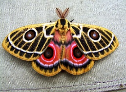 Beautiful african moth